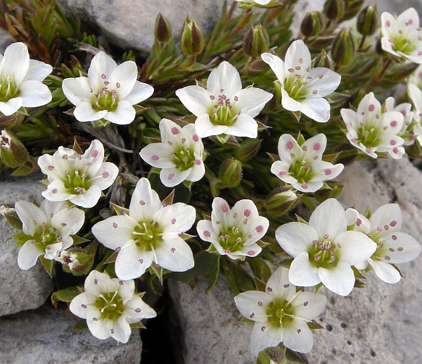 Minuartia verna